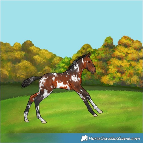 Horse Color:White Spotted Brown