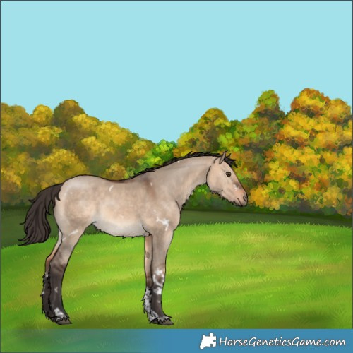 Horse Color:White Spotted Bay Dun Tobiano 