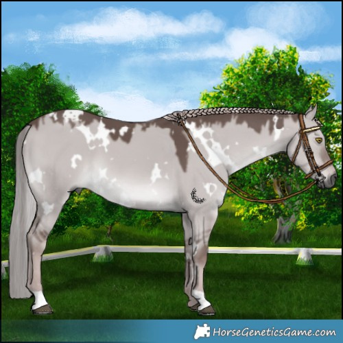Horse Color:Gray Platinum White Spotted Red Dun 