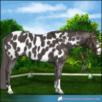 Horse Color:Platinum Liver Chestnut Near Leopard
