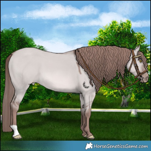 Horse Color:Platinum Red Dun Appaloosa