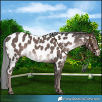 Horse Color:Platinum Liver Chestnut Mushroom Near Leopard Rabicano 