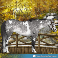 Horse Color:Platinum White Spotted Buckskin Dun Rabicano 