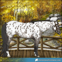 Horse Color:Platinum Grullo Near Leopard 