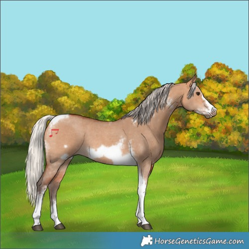 Horse Color:Silver Bay Dun Sabino Tobiano Frame Rabicano