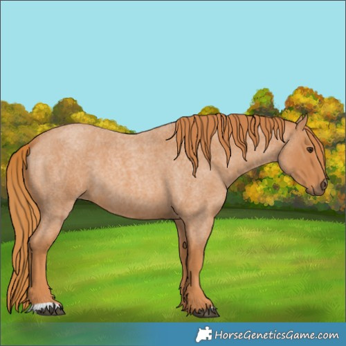 Horse Color:Red Roan 