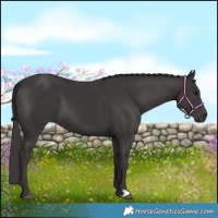 Horse Color:Smoky Black 