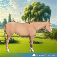 Horse Color:Gold Champagne