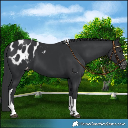 Horse Color:Black Tobiano Appaloosa