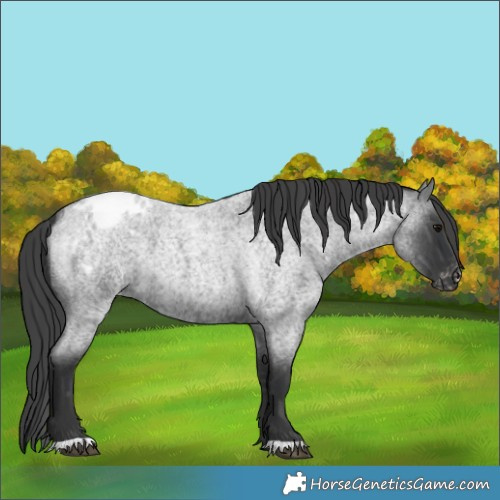 Horse Color:Blue Roan Appaloosa 