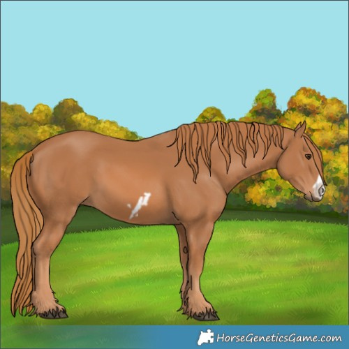 Horse Color:Chestnut Frame 