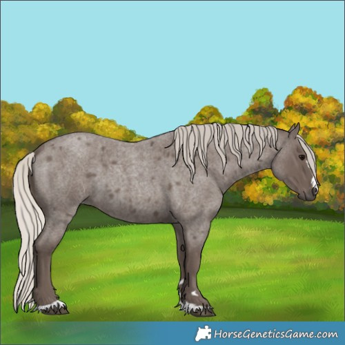 Horse Color:Silver Blue Roan 