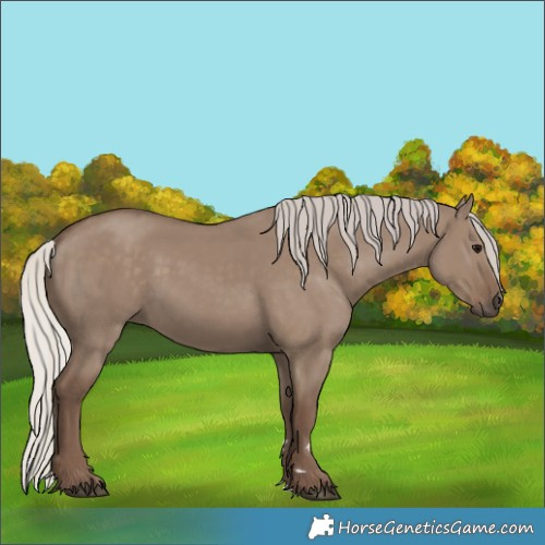 Horse Color:Silver Grullo 