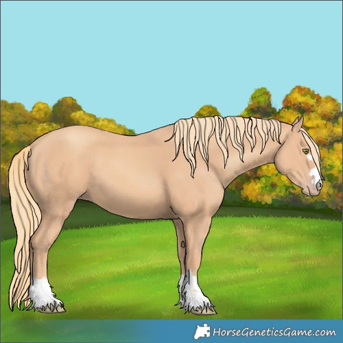 Horse Color:Gold Champagne 