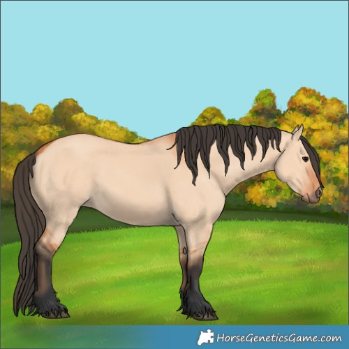 Horse Color:Bay Dun 