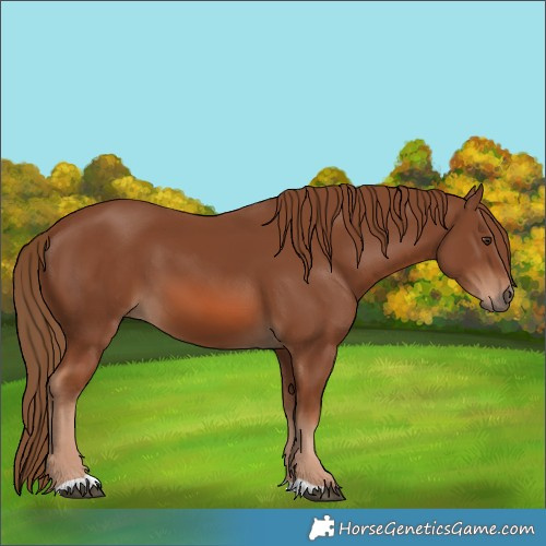 Horse Color:Chestnut 