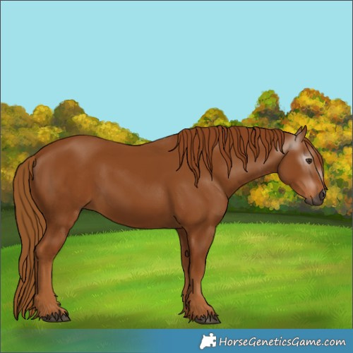 Horse Color:Gray Chestnut 