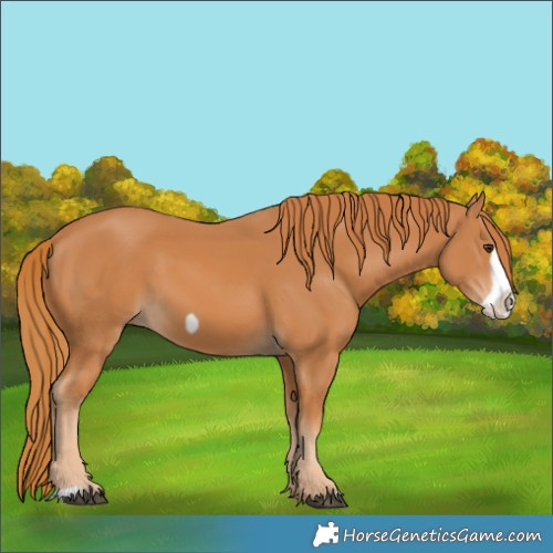 Horse Color:Chestnut Frame 