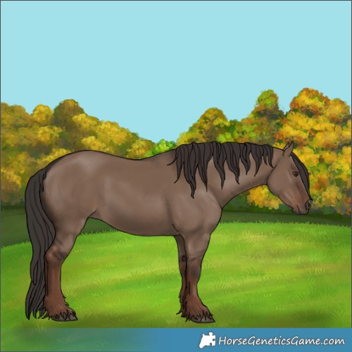 Horse Color:Liver Red Dun Rabicano 