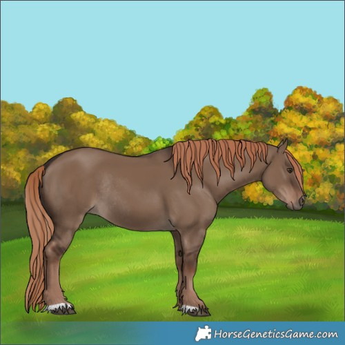 Horse Color:Liver Red Dun Rabicano 