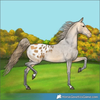 Horse Color:Buckskin Appaloosa 