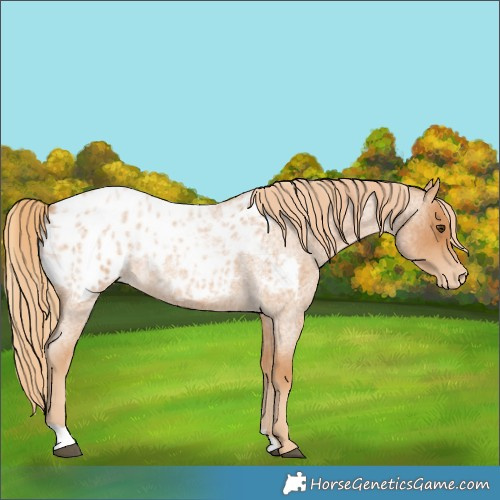 Horse Color:Red Roan Appaloosa