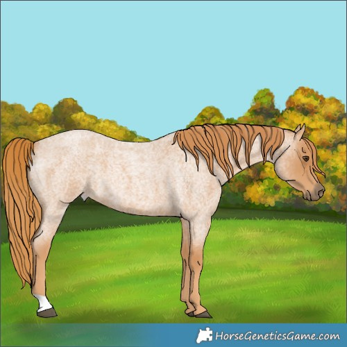 Horse Color:Red Roan 