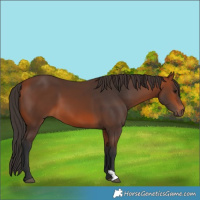 Horse Color:Bay 