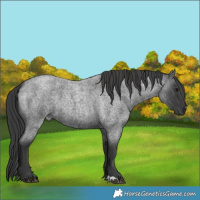 Horse Color:Blue Roan