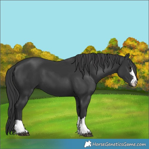 Horse Color:Black 