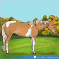 Horse Color:Palomino Tobiano Appaloosa