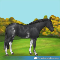 Horse Color:White Spotted Black 