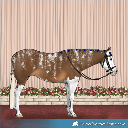 Horse Color:Powder White White Spotted Chocolate Palomino Splash