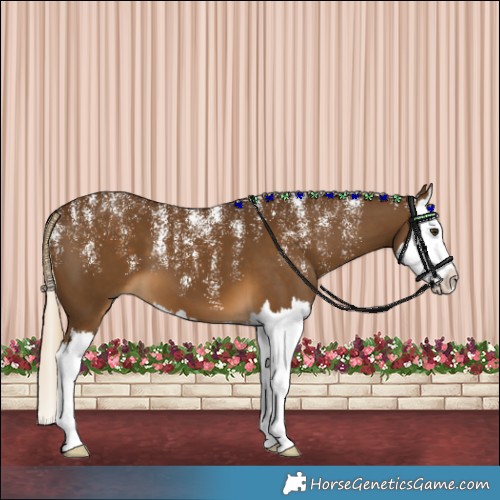 Horse Color:Powder White White Spotted Chocolate Palomino Splash 