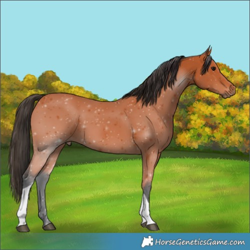 Horse Color:Bay Tobiano Rabicano 