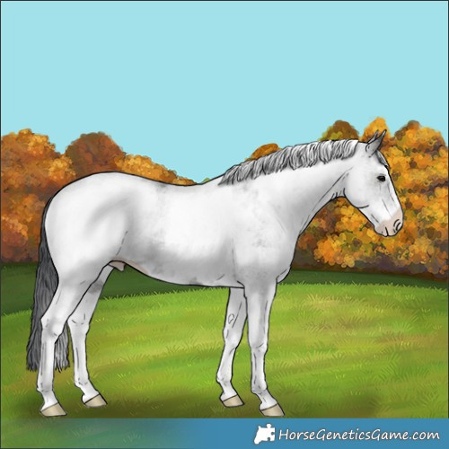 Horse Color:White Spotted Black