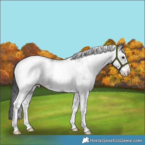 Horse Color:White Spotted Black 