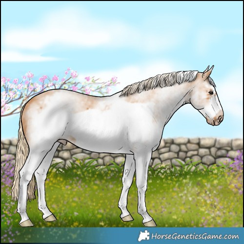 Horse Color:White Spotted Chestnut Frame 