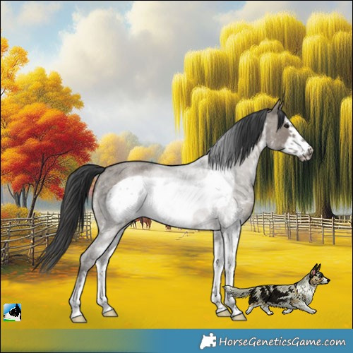 Horse Color:White Spotted Grullo Roan Frame Rabicano