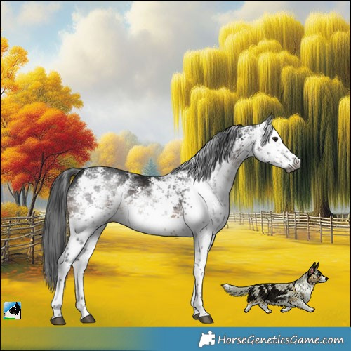 Horse Color:Gray White Spotted Brown Sabino Splash Rabicano