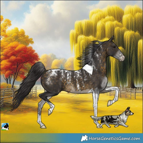 Horse Color:Powder White Buckskin Tobiano 