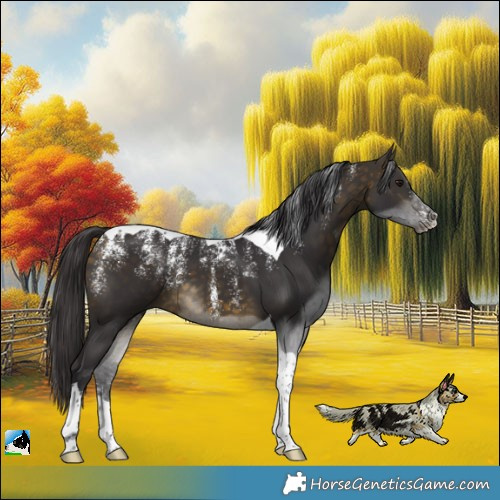 Horse Color:Powder White Buckskin Tobiano