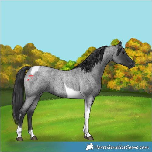 Horse Color:Blue Roan Tobiano 