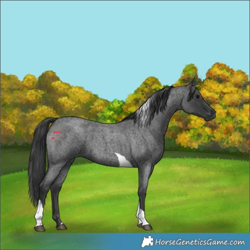 Horse Color:Blue Roan Tobiano