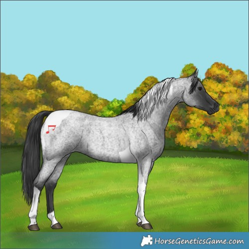Horse Color:Blue Roan Tobiano