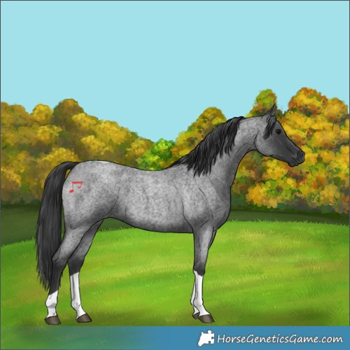 Horse Color:Blue Roan Tobiano 