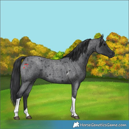 Horse Color:Blue Roan Tobiano 