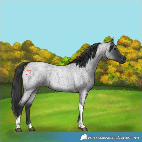 Horse Color:Blue Roan Tobiano 