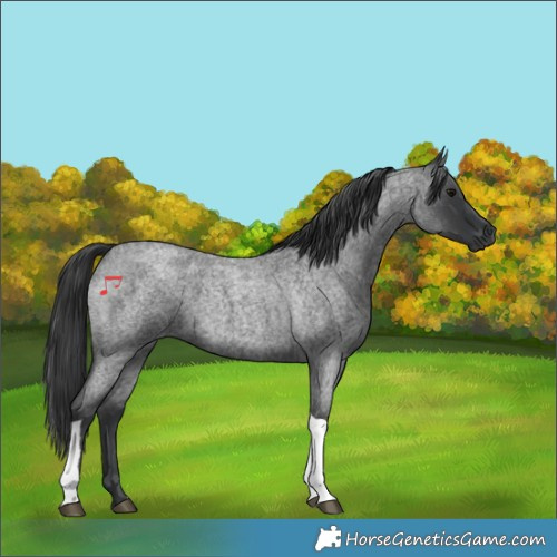 Horse Color:Blue Roan Tobiano 