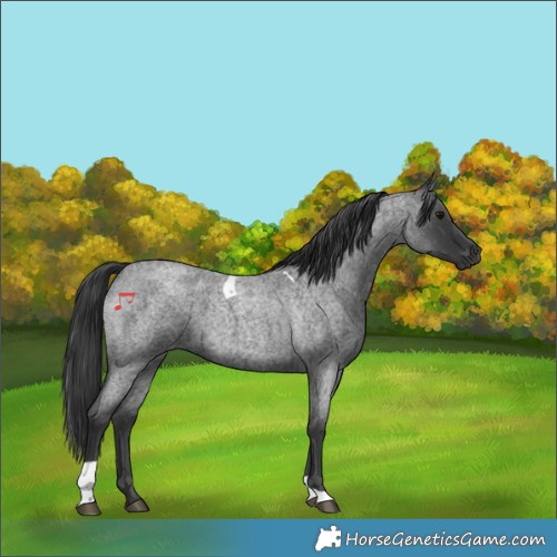 Horse Color:Blue Roan Tobiano